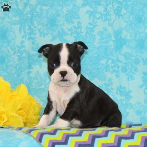 Katie, Boston Terrier Puppy